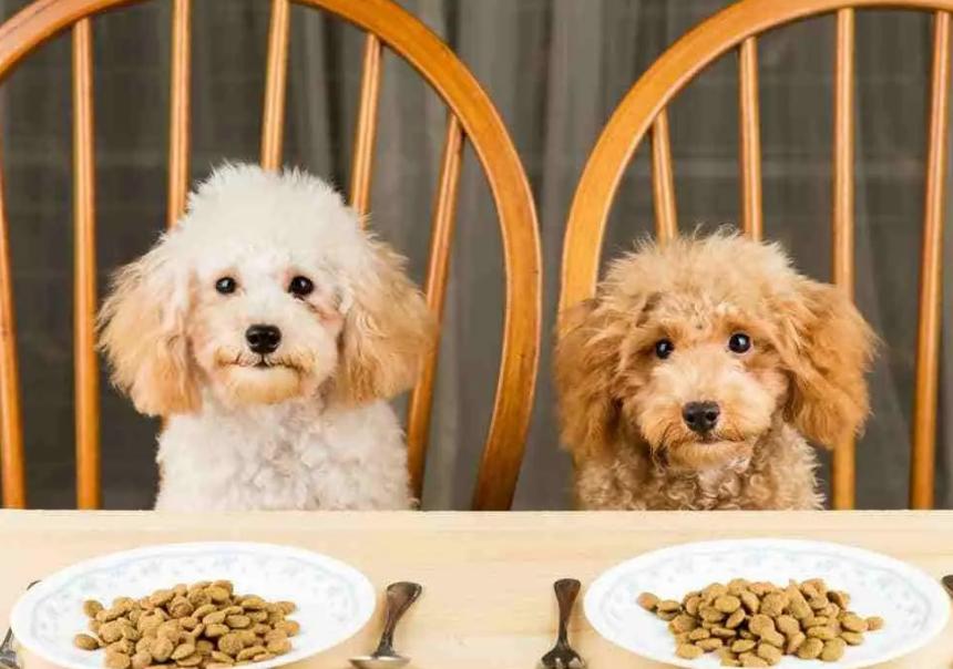 狗狗能吃芥末吗,狗狗能吃芥末吗会死吗,泰迪狗能吃咸的东西吗？