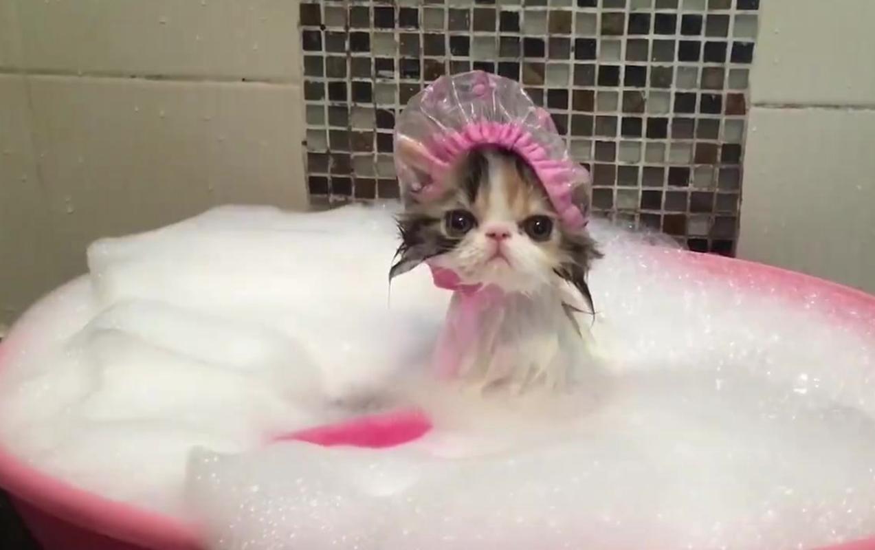 小猫多久洗澡,小猫多久洗澡一次最好,猫咪可以多久不洗澡？