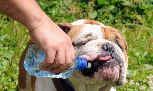 狗狗能喝热水吗,狗狗能喝热水吗还是温水,狗狗能用热水洗澡吗？