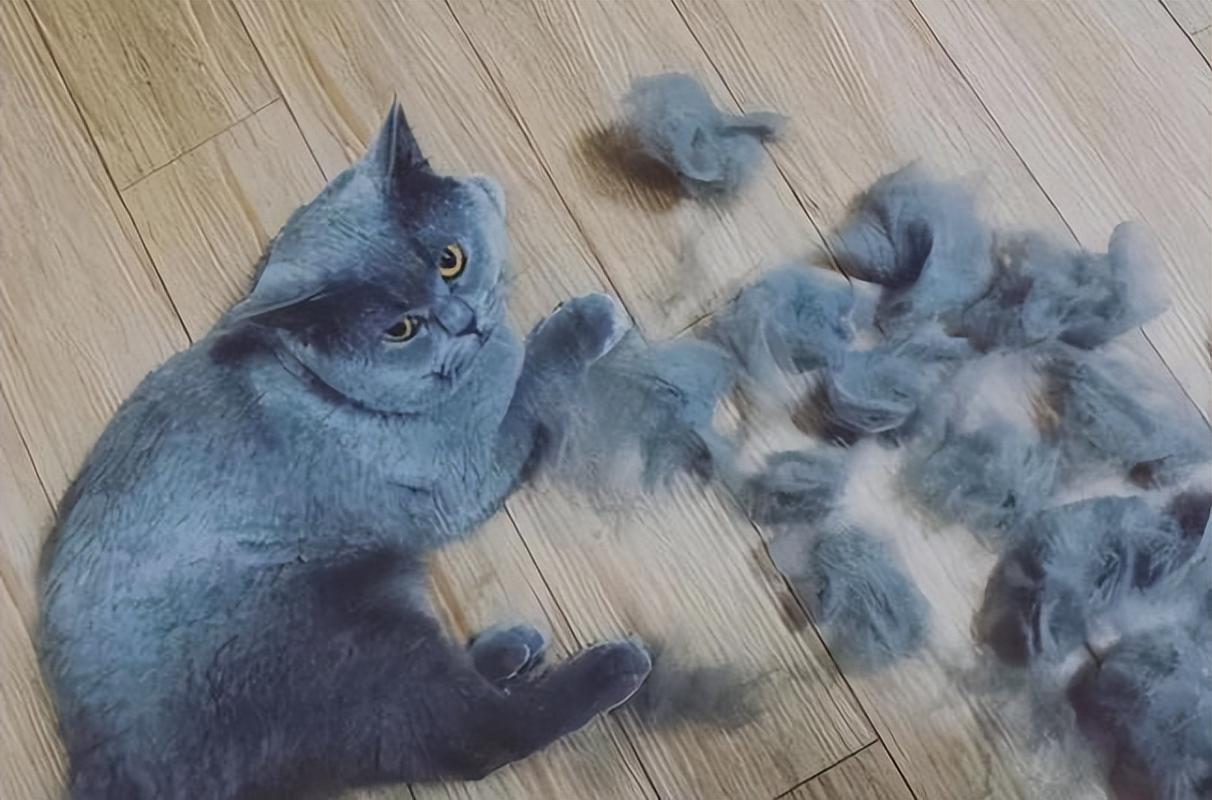 猫掉毛多久,猫掉毛多久结束,猫掉毛多长时间？