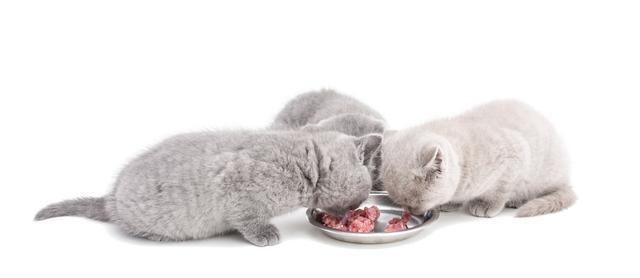 小猫多久断奶,小猫多久断奶吃猫粮,猫猫断奶至少需要多少天？
