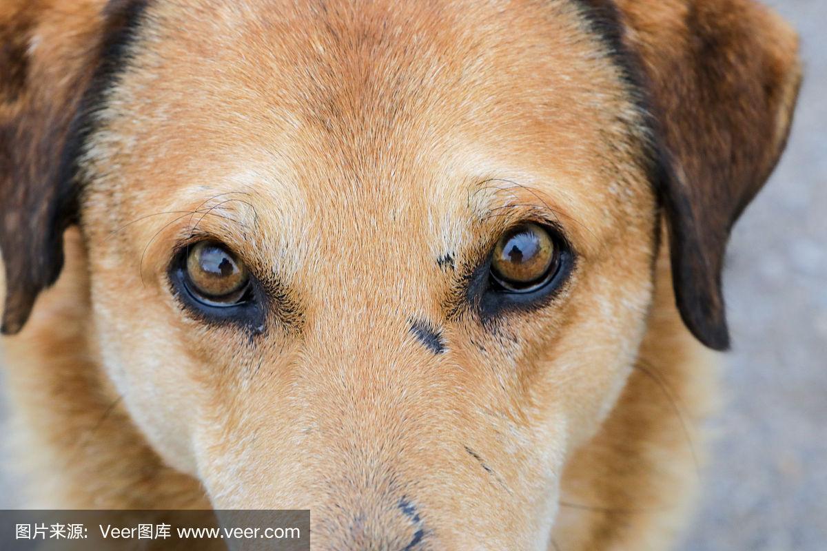 狗狗能看见的颜色,狗狗能看见的颜色有哪些,狗狗眼睛也有不同颜色吗？