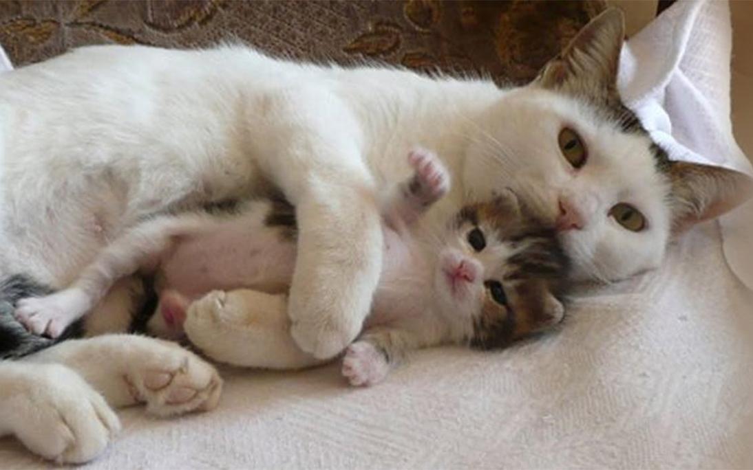 猫多久生孩子,猫多久生孩子合适,猫要怀孕多久才能生小猫？