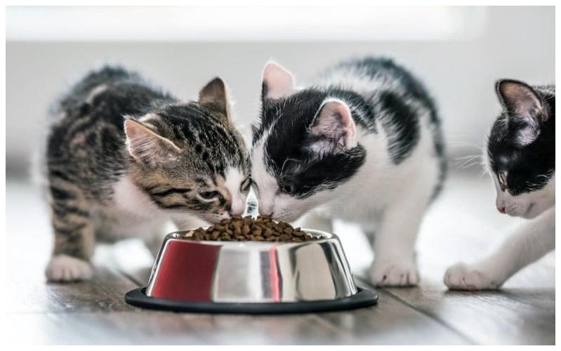 猫咪多久断奶,猫咪多久断奶可以吃猫粮,小猫几天断奶？