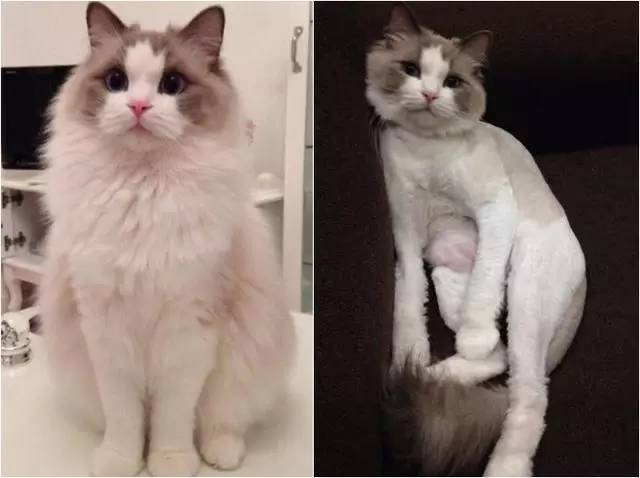 猫多久换毛,布偶猫多久换毛,猫多久换一次全身毛？