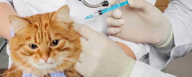猫疫苗多久打一次,猫疫苗三针隔多久打一次,猫疫苗多久一次？