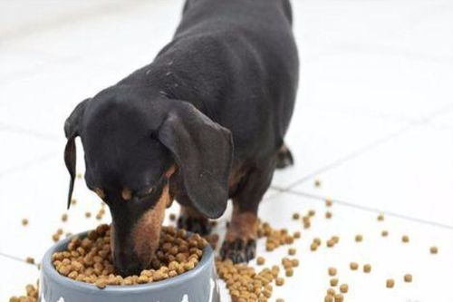 狗狗只能吃狗粮吗,狗狗只能吃狗粮吗为什么,单单只给幼犬吃狗粮可以嘛？