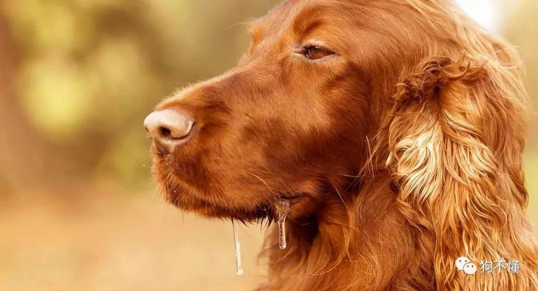 狗狗的唾液,狗狗的唾液对人体有害吗,狗的口水有刺激性吗？