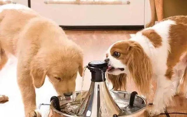 狗狗可以喝生水吗,狗狗可以喝生水吗?,小狗一天喝多少水合适？