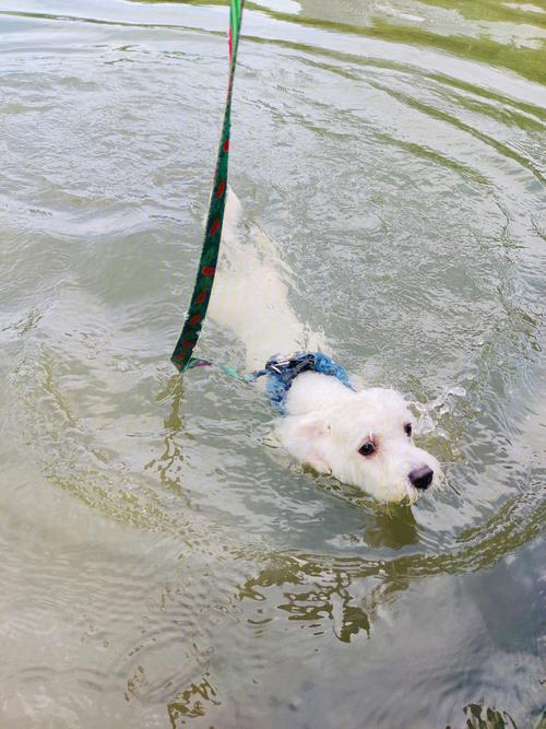 狗狗天生会游泳吗,比熊狗狗天生会游泳吗,小狗为什么天生会游泳？