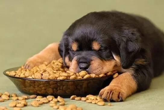 狗狗吃饱的表现,狗狗吃饱的表现幼犬吃饱,狗狗多大才知道吃饱了？