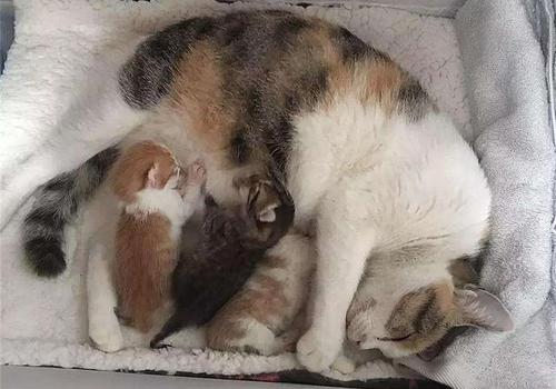 母猫多久断奶,母猫多久断奶水,小猫断奶要多久？