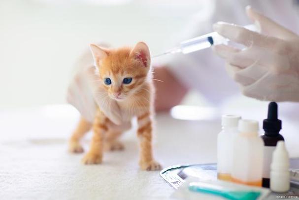 小猫多久打针,小猫多久打针疫苗,小猫几个月的时候要打疫苗？