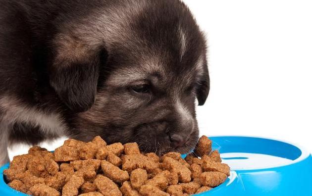 狗狗能不能吃麦片,狗狗能不能吃麦片泡狗粮,一个月大的小狗吃什么可以给它吃麦片吗？
