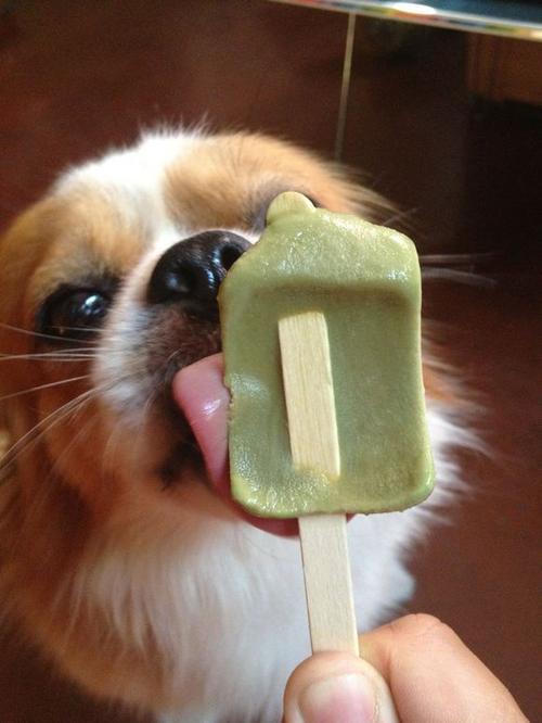狗狗可以吃棒冰吗,狗狗可以吃棒冰吗?,狗吃了雪糕棍会不会有事？