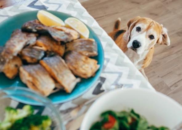 狗狗能不能吃鱼肉,狗狗能不能吃鱼肉肠,喂养狗狗可以每天吃不放任何调料的熟鱼肉？