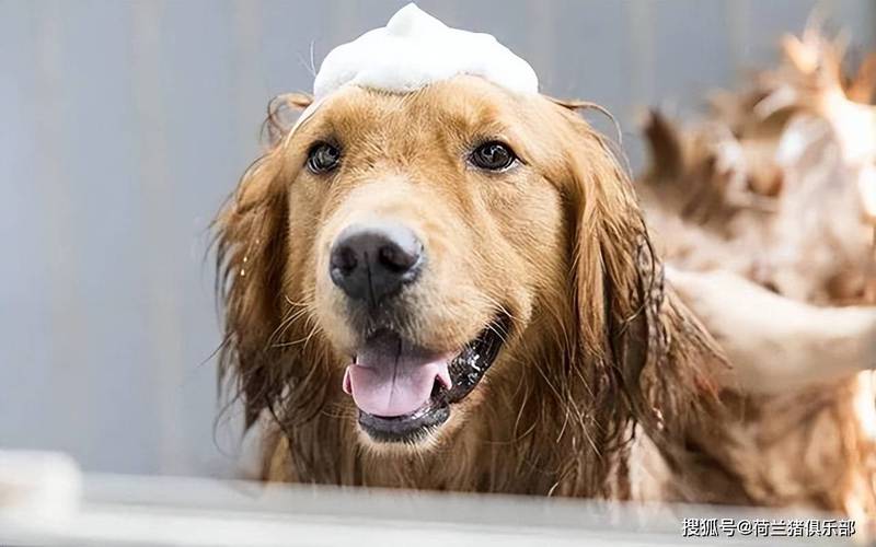 狗狗洗完澡一直发抖,狗狗洗完澡一直发抖怎么办,为什么狗洗澡之后会发抖？