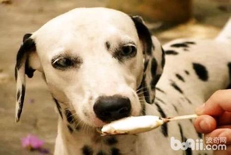 狗狗能吃面食吗,狗狗能吃面食吗能吃烙饼吗,狗狗可以吃面条嘛？