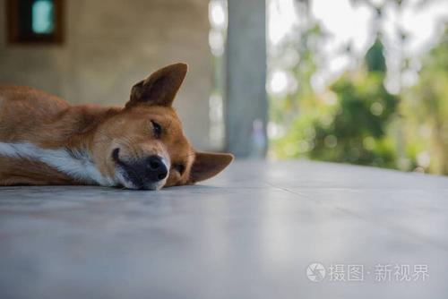狗狗睡地板会着凉吗,夏天狗狗睡地板会着凉吗,这么冷的天狗狗趴地板上会不会受凉？