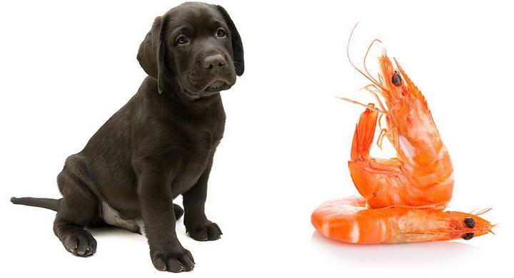 狗狗能吃虾子吗,狗狗可以吃水煮虾吗,生大虾狗能吃吗？