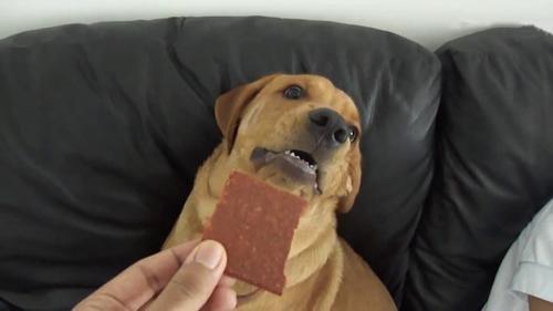 狗狗致命的食物,狗狗吃了必死的东西,为什么我的狗狗吃了巧克力没事?(巧克力是狗致命的东西)？