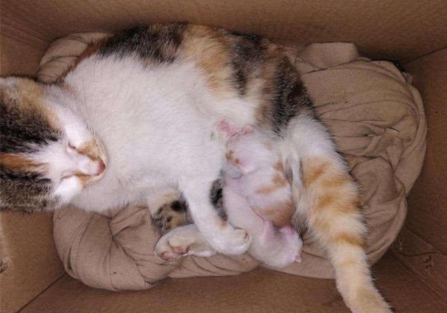 幼猫多久断奶,幼猫多久断奶最好,小猫什么时候断奶？