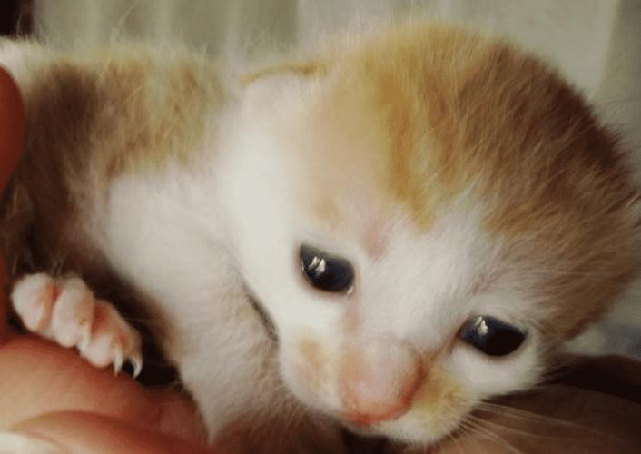猫多久睁眼睛,刚生下来的小猫多久睁眼睛,小猫多久开眼睛？