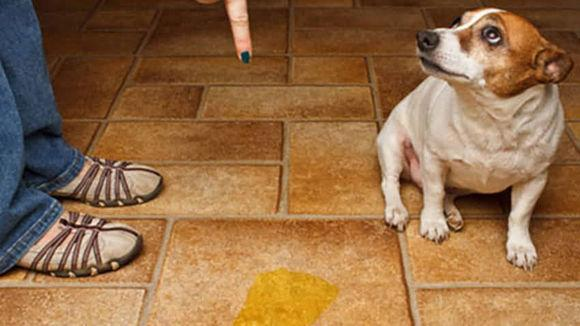 狗狗多大能憋尿,狗狗多大能憋尿和粑粑,狗狗几个月才会憋尿？