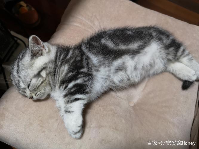 猫能睡多久,三个月小猫能睡多久,十天左右的猫一般睡多久？