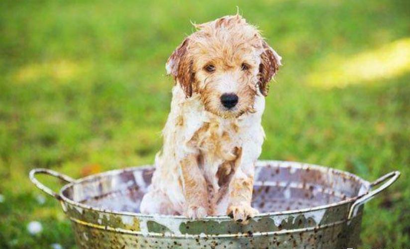 幼犬多久可以洗澡,新买的幼犬多久可以洗澡,幼犬什么时候洗澡？