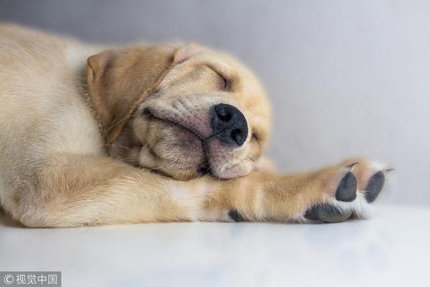 狗狗会做噩梦吗,狗狗睡着了哼哼唧唧还抽搐,狗狗经常做梦，还蹬腿、乱呜呜什么的，不会有事吧？
