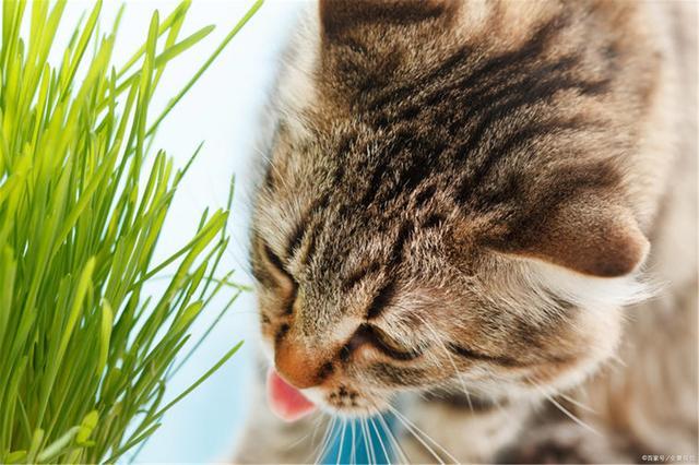 猫多久吃一次猫草,猫多久吃一次猫草合适,一个多月的小猫可以吃猫草吗？