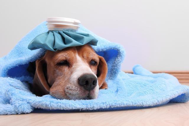 狗狗支气管炎症状,狗狗支气管炎症状视频,狗喝水的时候卡，然后伴有咳嗽，喉咙里有声音是怎么了？