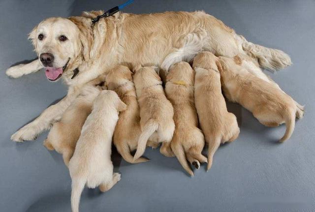 狗多久生孩子,金毛狗多久生孩子,母狗怀孕多久生小狗？