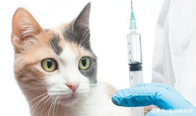 猫咪疫苗多久打一次,猫咪疫苗多久打一次多少钱,猫疫苗多长时间打一针？
