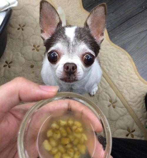 狗狗能吃绿豆汤吗,狗狗能吃绿豆汤吗?,泰迪狗可以喝绿豆汤吗？