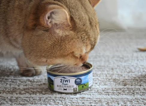 猫多久喂一次罐头,猫多久喂一次罐头比较好,多久给猫吃一次肉罐头？