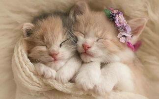 小猫一天睡多久,两个多月的小猫一天睡多久,一个多月的小猫每天睡多久？