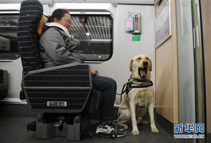 高铁能托运狗狗吗,高铁能托运狗狗吗多少钱,军人坐高铁可以带小狗吗？