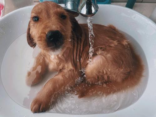 小狗多久洗一次澡,小狗多久洗一次澡最合适,狗子多久洗一次澡？