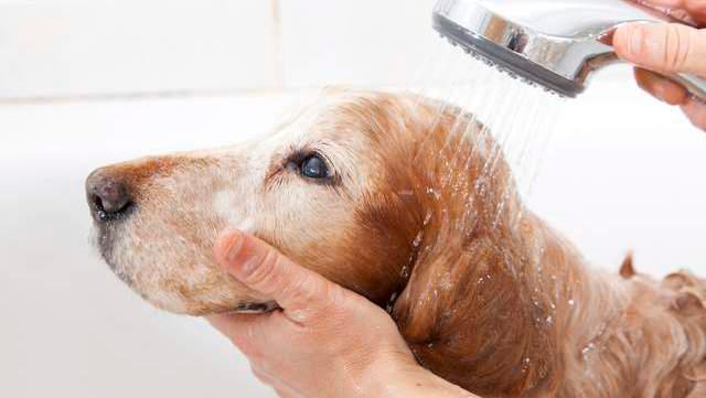 小狗多久洗一次澡,小狗多久洗一次澡最合适,狗子多久洗一次澡？