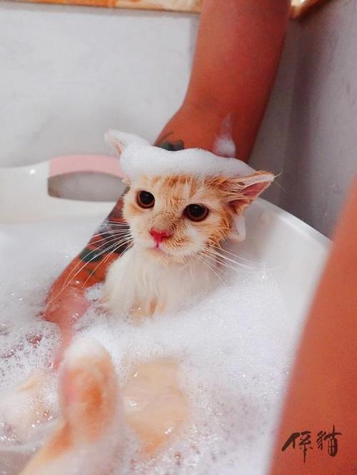 幼猫多久可以洗澡,幼猫多久可以洗澡一次,猫几个月可以洗澡？