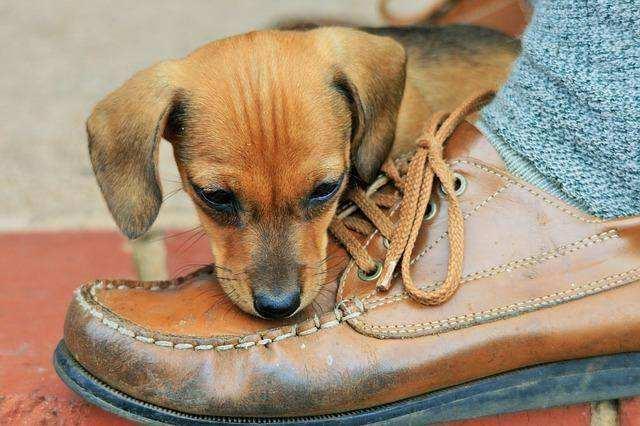 狗狗老是咬自己的脚,狗狗老是咬自己的脚是怎么回事,为什么我家的狗狗总喜欢咬我们的脚还有鞋子？