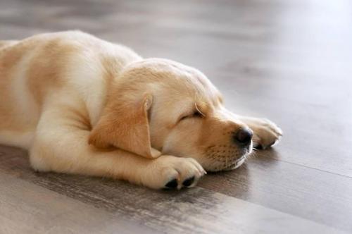 狗要睡多久,狗要睡多久一天,刚买的小狗不叫也不跑，一直睡觉是怎么回事？