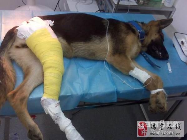 狗骨折多久能好,狗骨折了需要多久能恢复,一般狗狗骨折之后多久可以恢复正？