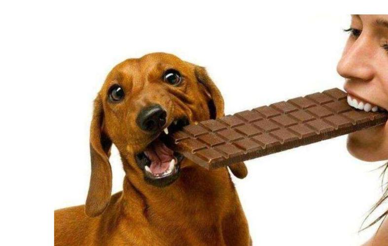 巧克力狗狗吃了会死吗,巧克力狗狗吃了会死吗视频,巧克力狗狗吃了会死吗