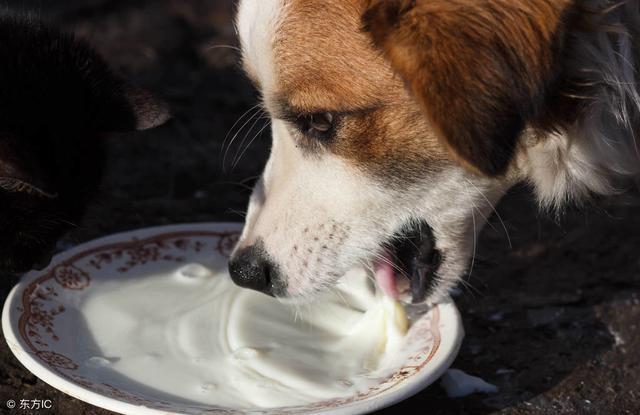 狗狗可以喝鲜羊奶吗,狗狗可以喝鲜羊奶吗一天几次,刚出生的小狗可以喝新鲜的羊奶吗？