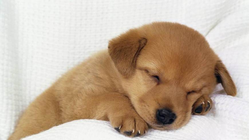狗每天睡多久,狗每天睡多久正常,狗每天睡多久