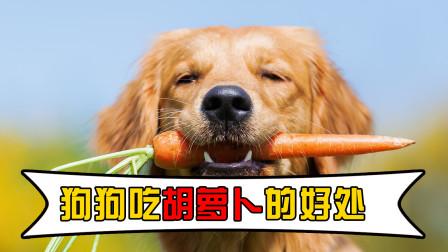 狗狗吃胡萝卜好不好,狗狗吃胡萝卜好不好吃,狗狗能吃胡萝卜吗？