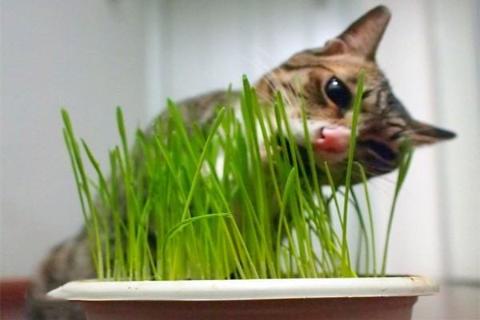 猫草多久喂一次,猫草多久喂一次合适,七个月大的猫要吃猫草吗？
